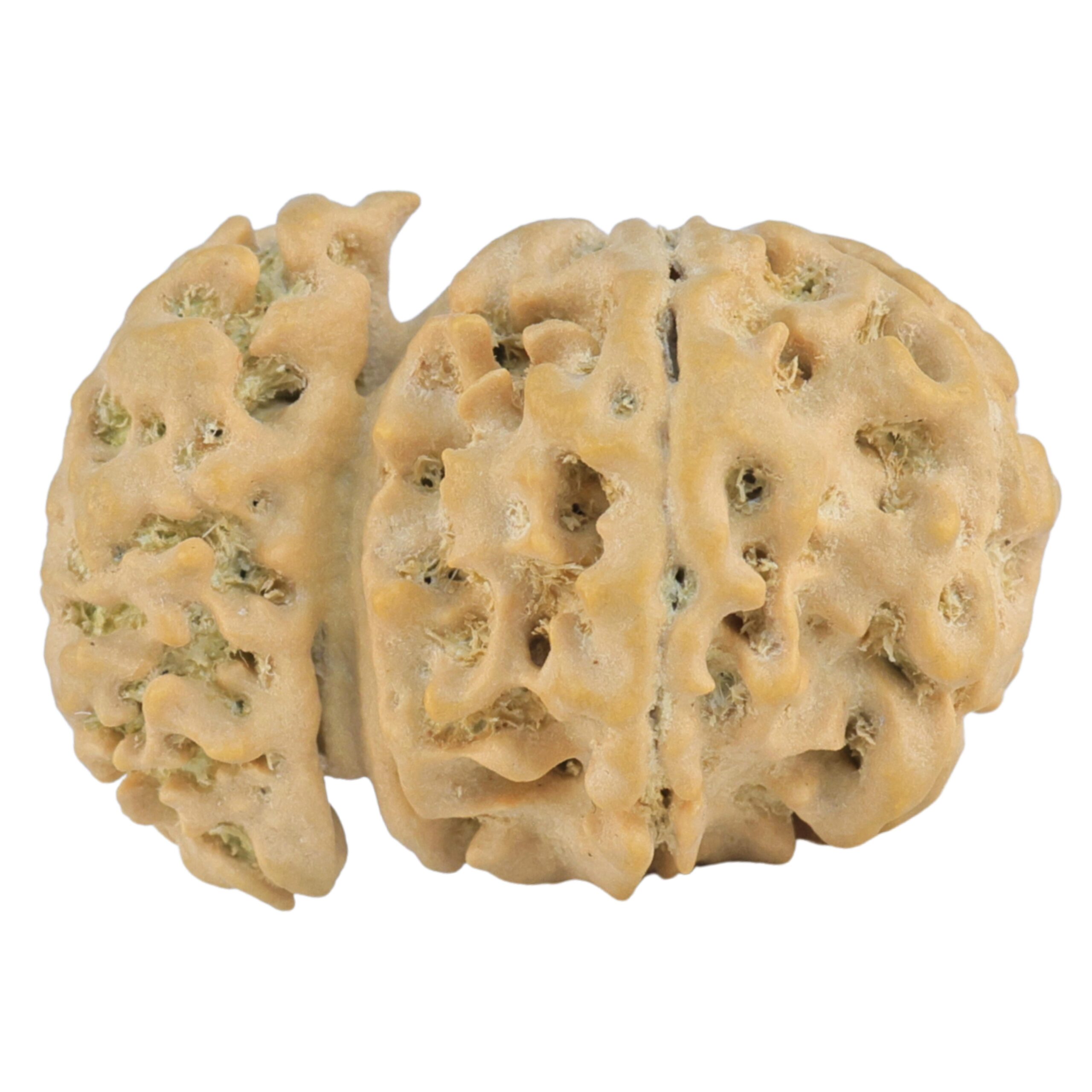 Sawar/Ganesh (6+1) 24.7mm 2.61gm - Rudraksha