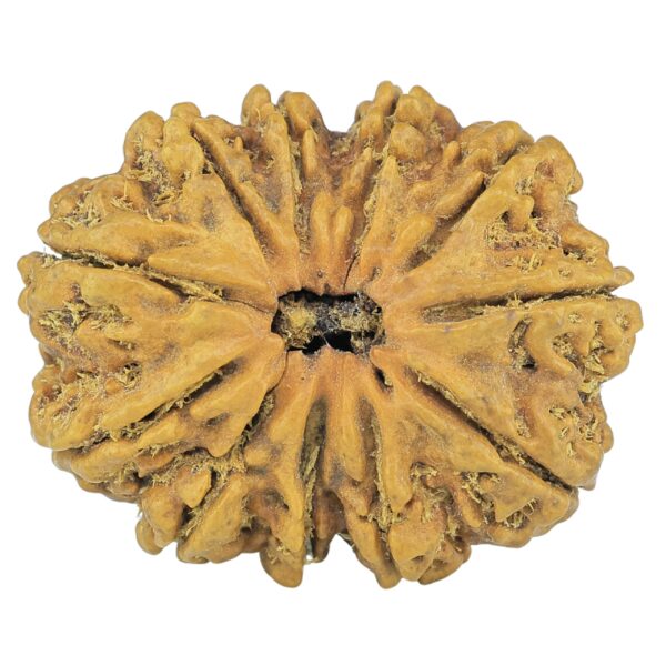 11 Mukhi Rudraksha 29.4mm 3.93gm - Rudraksha