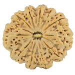 11 Mukhi Rudraksha 32.5mm 6.67gm - Rudraksha