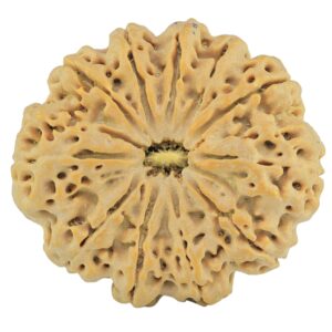 11 Mukhi Rudraksha 32.5mm 6.67gm - Rudraksha