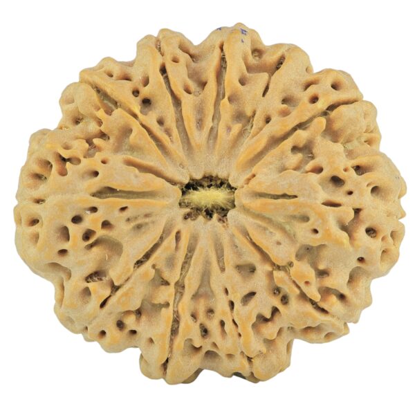 11 Mukhi Rudraksha 32.5mm 6.67gm - Rudraksha