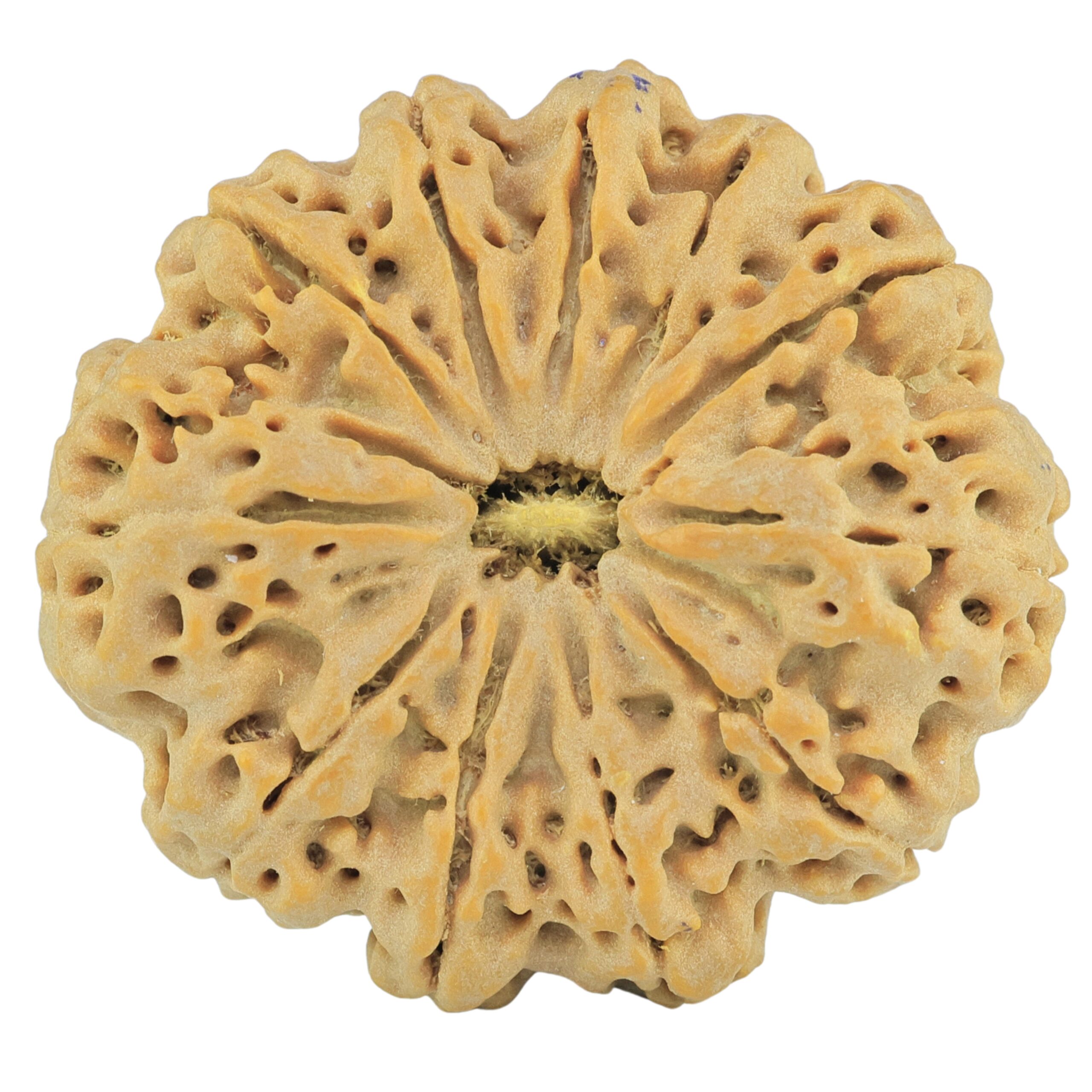 11 Mukhi Rudraksha 32.5mm 6.67gm - Rudraksha