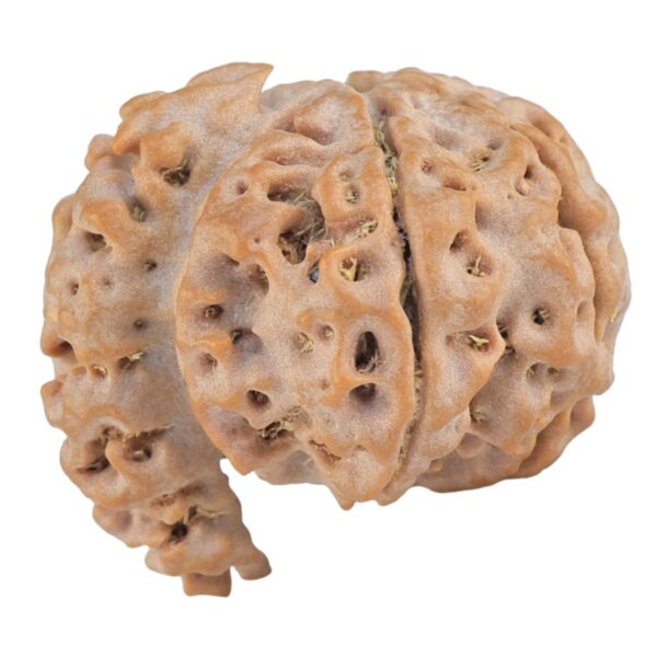 Sawar/Ganesh (6+1) 22.8mm 3.25gm - Rudraksha