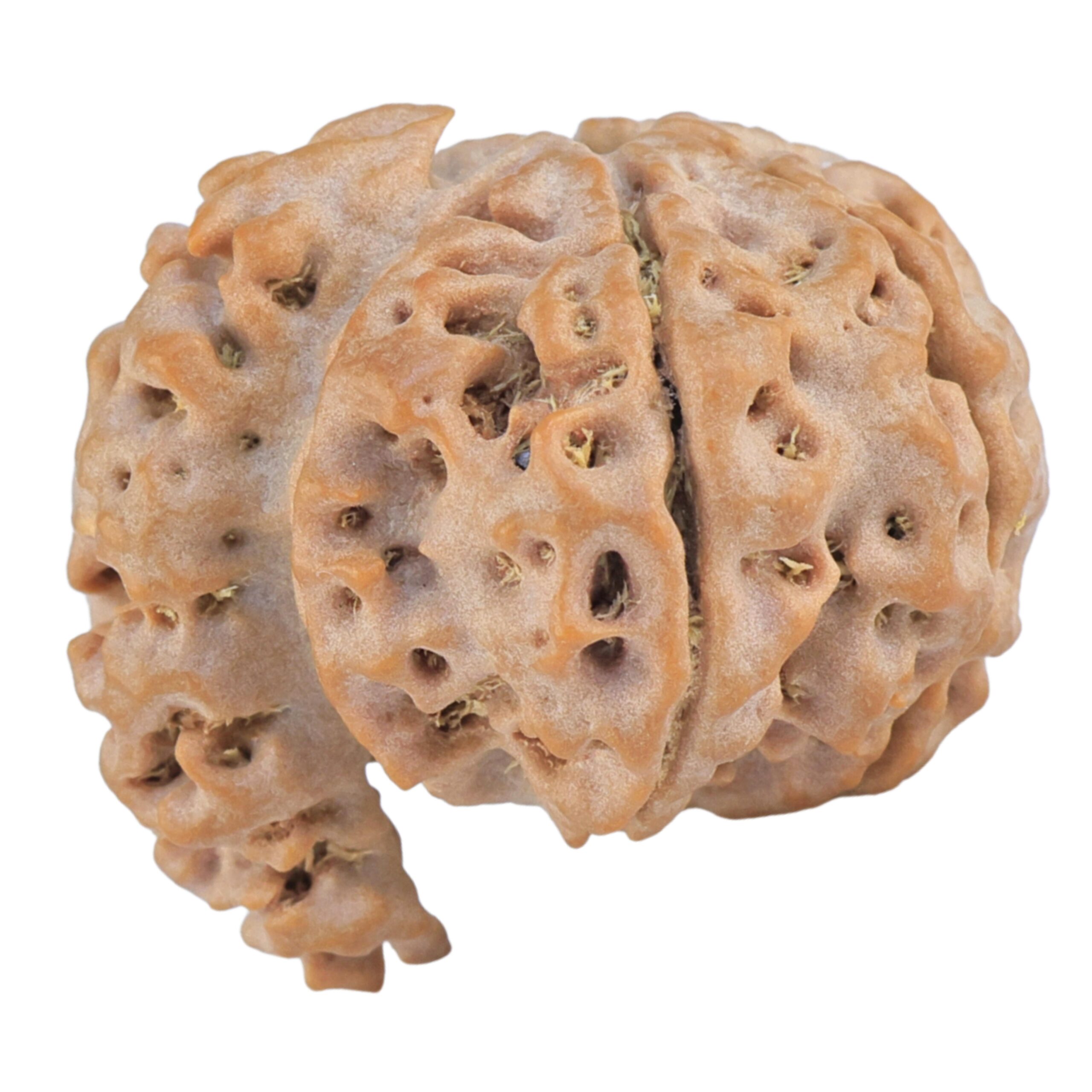 Sawar/Ganesh (6+1) 22.8mm 3.25gm - Rudraksha