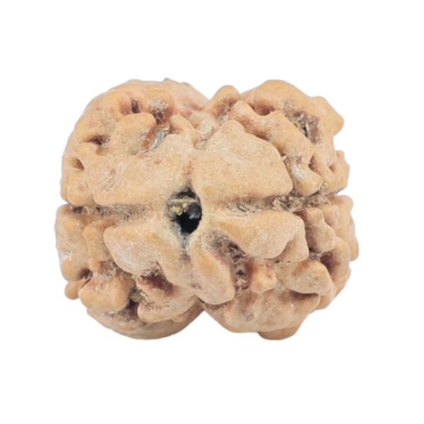 2 Mukhi Rudraksha 23.1mm 2gm - Origin: Nepal - Rudraksha