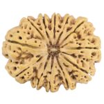 12 Mukhi Rudraksha 32.5mm 6.85gm - Rudraksha