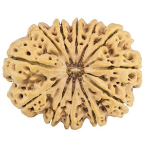 12 Mukhi Rudraksha 32.5mm 6.85gm - Rudraksha