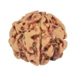 1MK(Underdeveloped) 22.5mm 3.81gm - Rudraksha