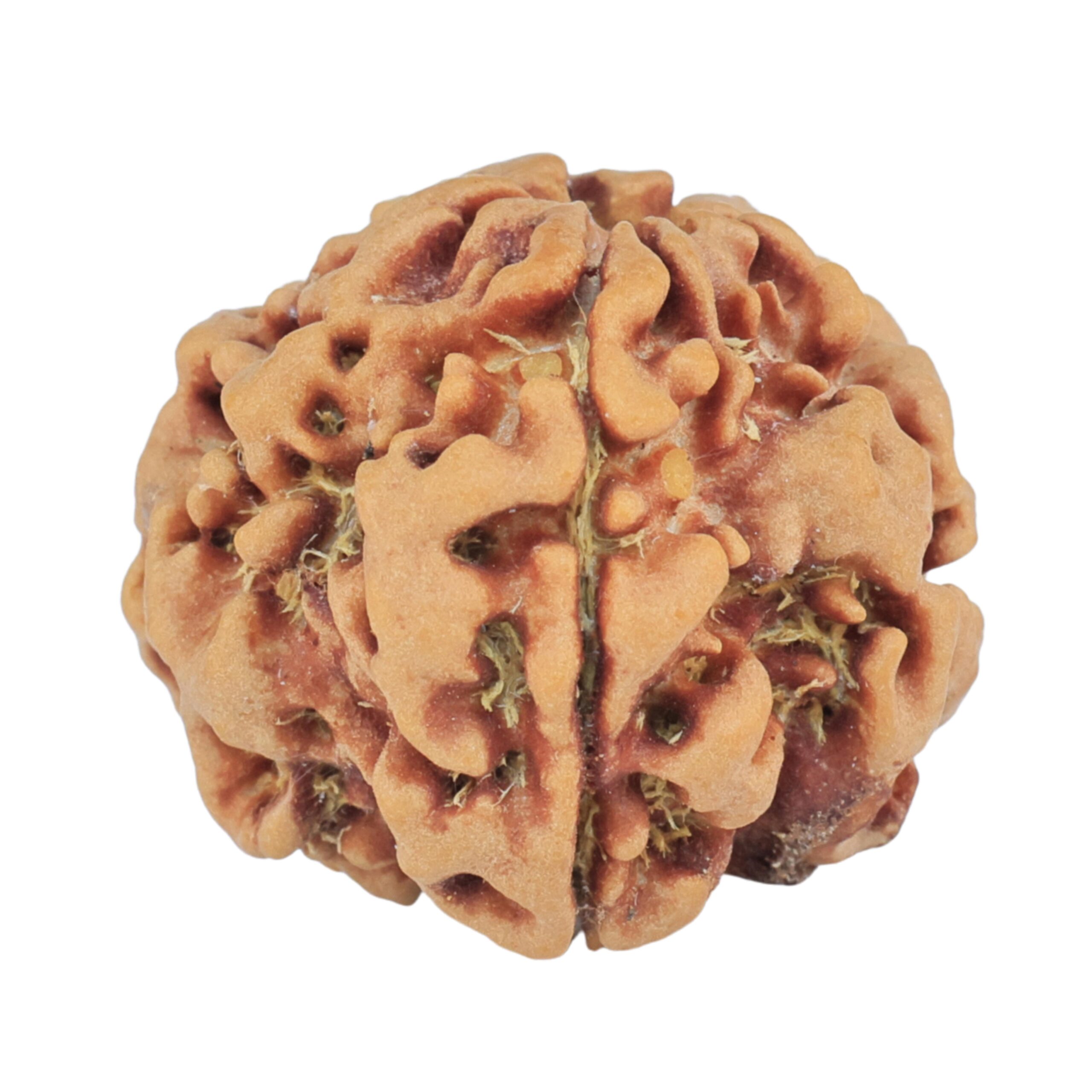 1MK(Underdeveloped) 22.5mm 3.81gm - Rudraksha