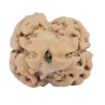 2 Mukhi Rudraksha 24.3mm 2.49gm - Rudraksha