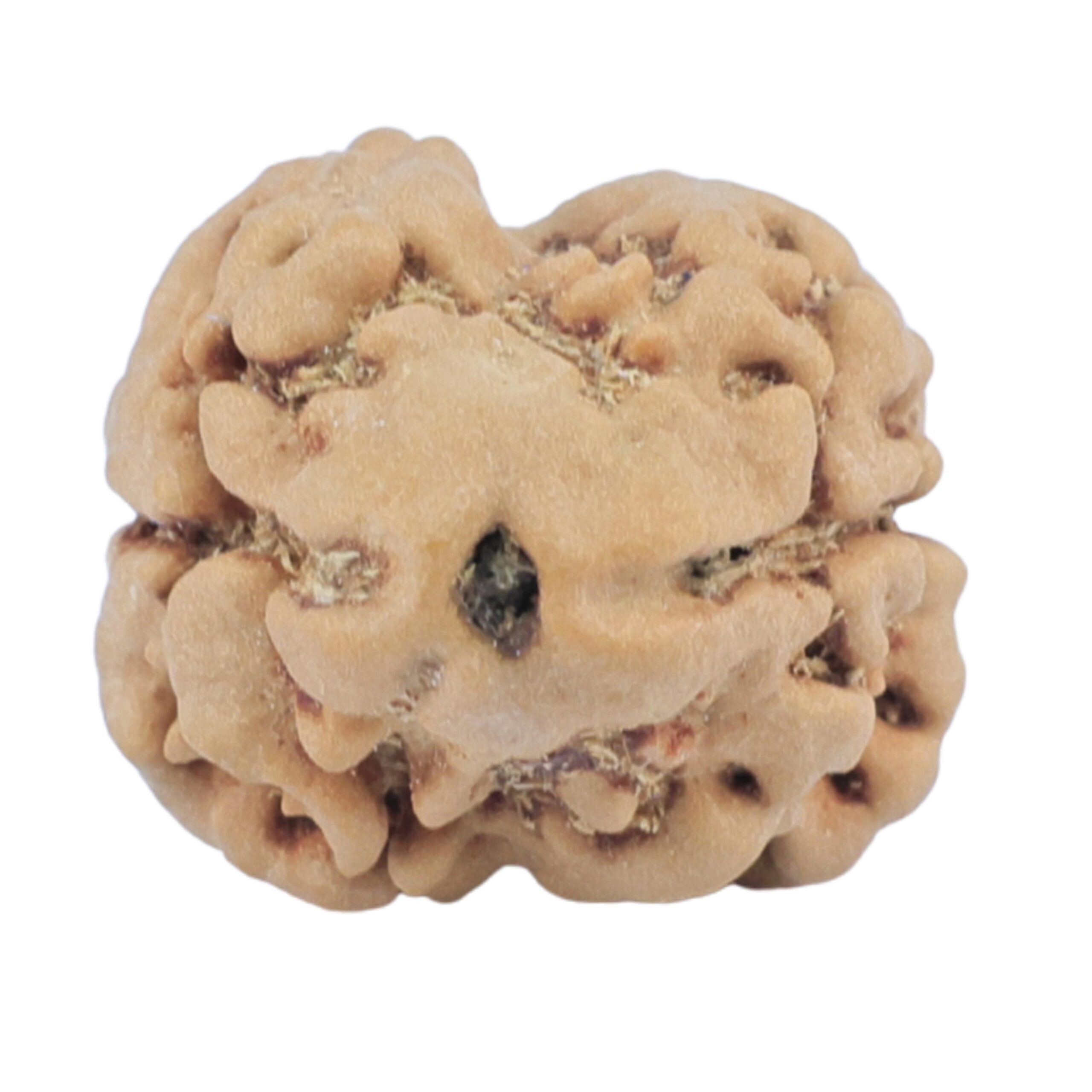 2 Mukhi Rudraksha 24.3mm 2.49gm - Rudraksha