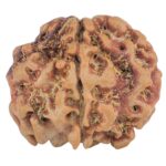 1MK(Underdeveloped) 21.3mm 3gm - Rudraksha