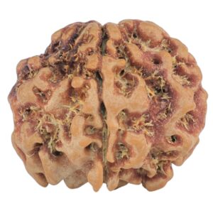 1MK(Underdeveloped) 21.3mm 3gm - Rudraksha