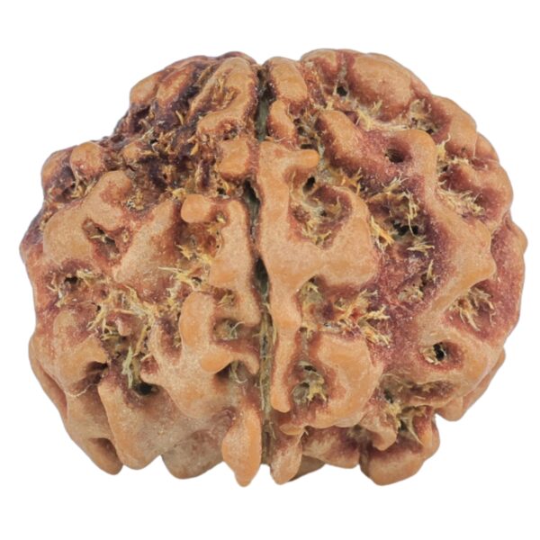 1MK(Underdeveloped) 21.3mm 3gm - Rudraksha