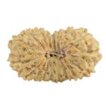18 Mukhi Rudraksha 19.1mm 1gm - Rudraksha