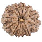 12 Mukhi Rudraksha 26.5mm 5gm - Rudraksha