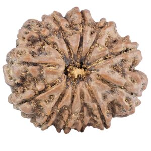 12 Mukhi Rudraksha 26.5mm 5gm - Rudraksha