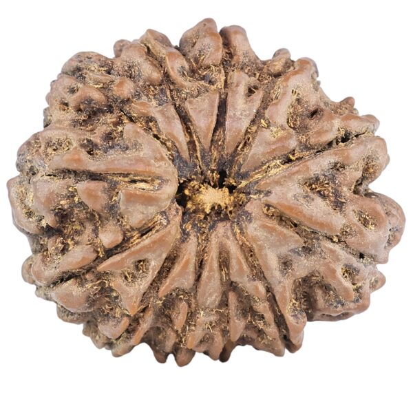 12 Mukhi Rudraksha 26.5mm 5gm - Rudraksha
