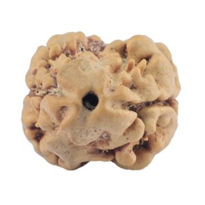 2 Mukhi Rudraksha 21.1mm 1.72gm - Rudraksha