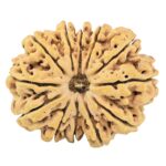12 Mukhi Rudraksha 35.3mm 7.4gm - Rudraksha