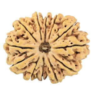 12 Mukhi Rudraksha 35.3mm 7.4gm - Rudraksha