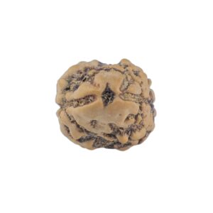 2 Mukhi Rudraksha 20.7mm 1.44gm - Rudraksha