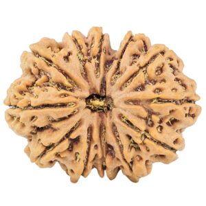 12 Mukhi Rudraksha 33.5mm 7.82gm - Rudraksha