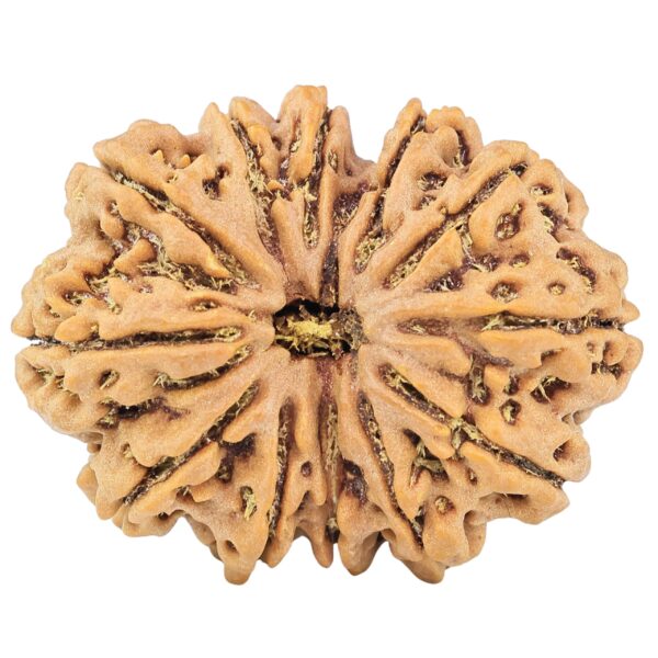 12 Mukhi Rudraksha 33.5mm 7.82gm - Rudraksha