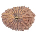 16 Mukhi Rudraksha 21.2mm 2.31gm - Rudraksha