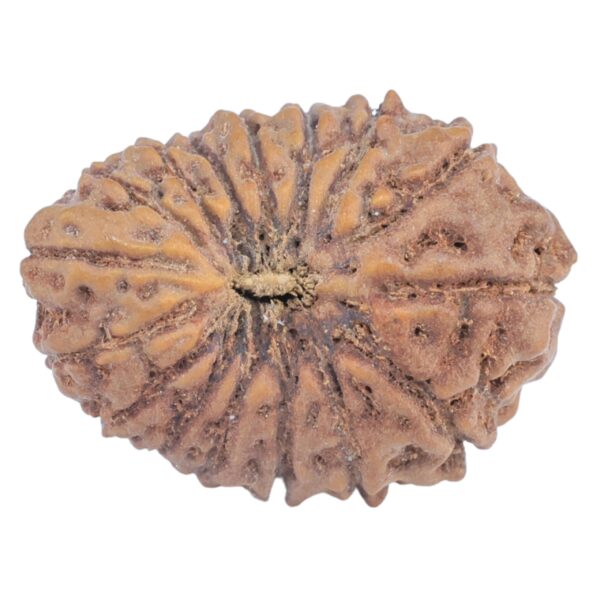 16 Mukhi Rudraksha 21.2mm 2.31gm - Rudraksha
