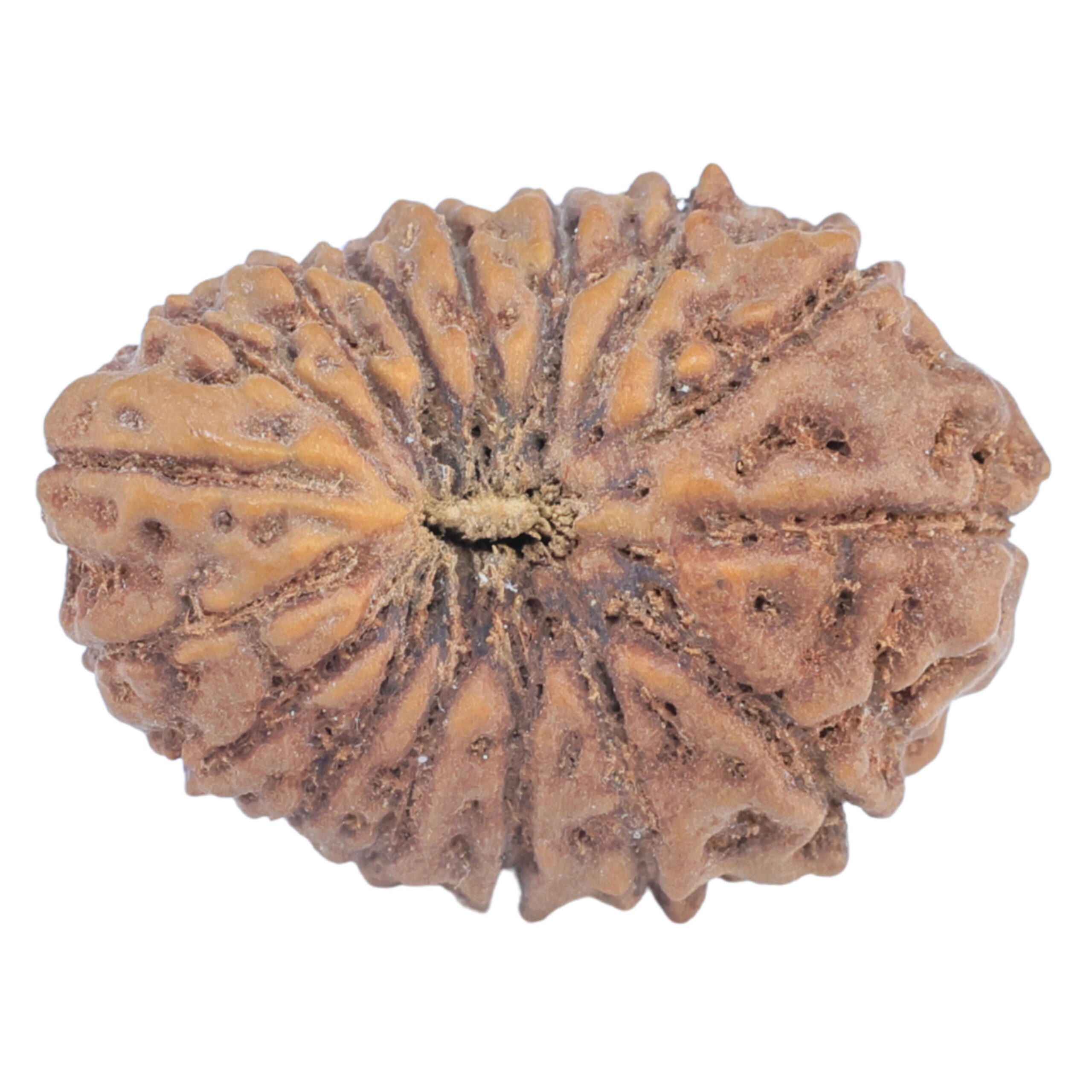 16 Mukhi Rudraksha 21.2mm 2.31gm - Rudraksha