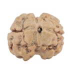 2 Mukhi Rudraksha 24.2mm 2.7gm - Rudraksha