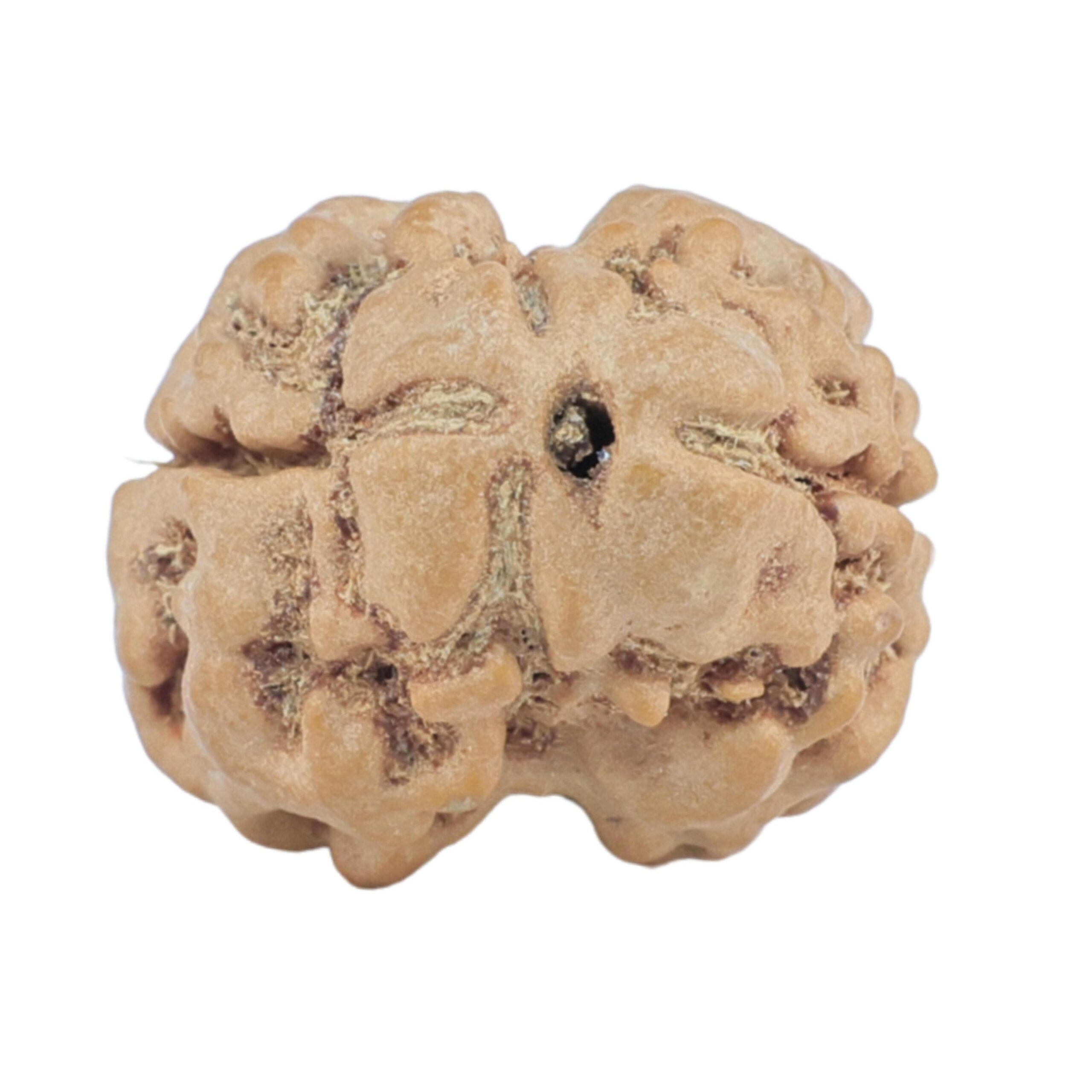 2 Mukhi Rudraksha 24.2mm 2.7gm - Rudraksha