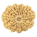 11 Mukhi Rudraksha 33.7mm 8.26gm - Rudraksha