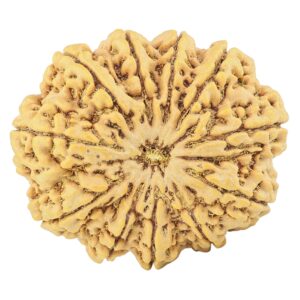 11 Mukhi Rudraksha 33.7mm 8.26gm - Rudraksha