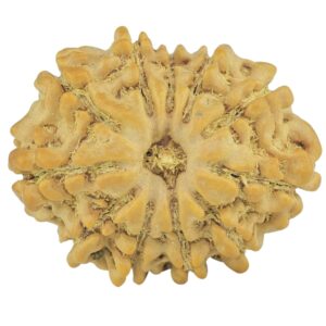 11 Mukhi Rudraksha 22.8mm 2.94gm - Rudraksha