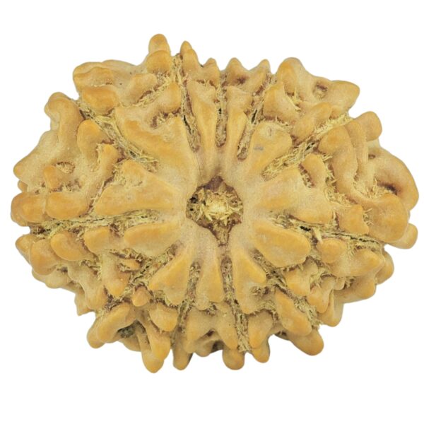 11 Mukhi Rudraksha 22.8mm 2.94gm - Rudraksha