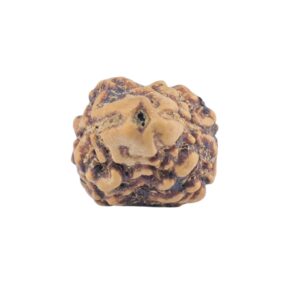 2 Mukhi Rudraksha 21.1mm 1.4gm - Rudraksha