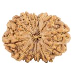 12 Mukhi Ganesh 28.7mm 4.71gm - Rudraksha