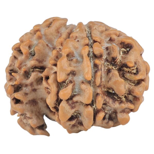 Sawar/Ganesh (7+1) 21.5mm 2.36gm - Rudraksha