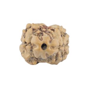 2 Mukhi Rudraksha 20.1mm 1.55gm - Rudraksha