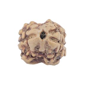 2 Mukhi Rudraksha 22.6mm 1.53gm - Rudraksha