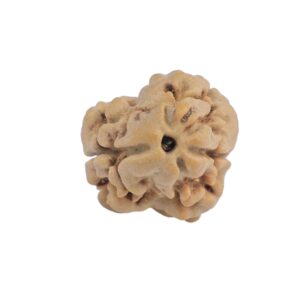 2 Mukhi Rudraksha 19.6mm 1.25gm - Rudraksha