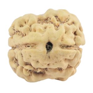 2 Mukhi Rudraksha 21.4mm 2gm - Rudraksha