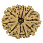 10 Mukhi Rudraksha 27.7mm 3.12gm - Rudraksha