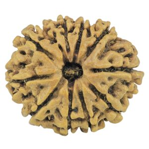 10 Mukhi Rudraksha 27.7mm 3.12gm - Rudraksha