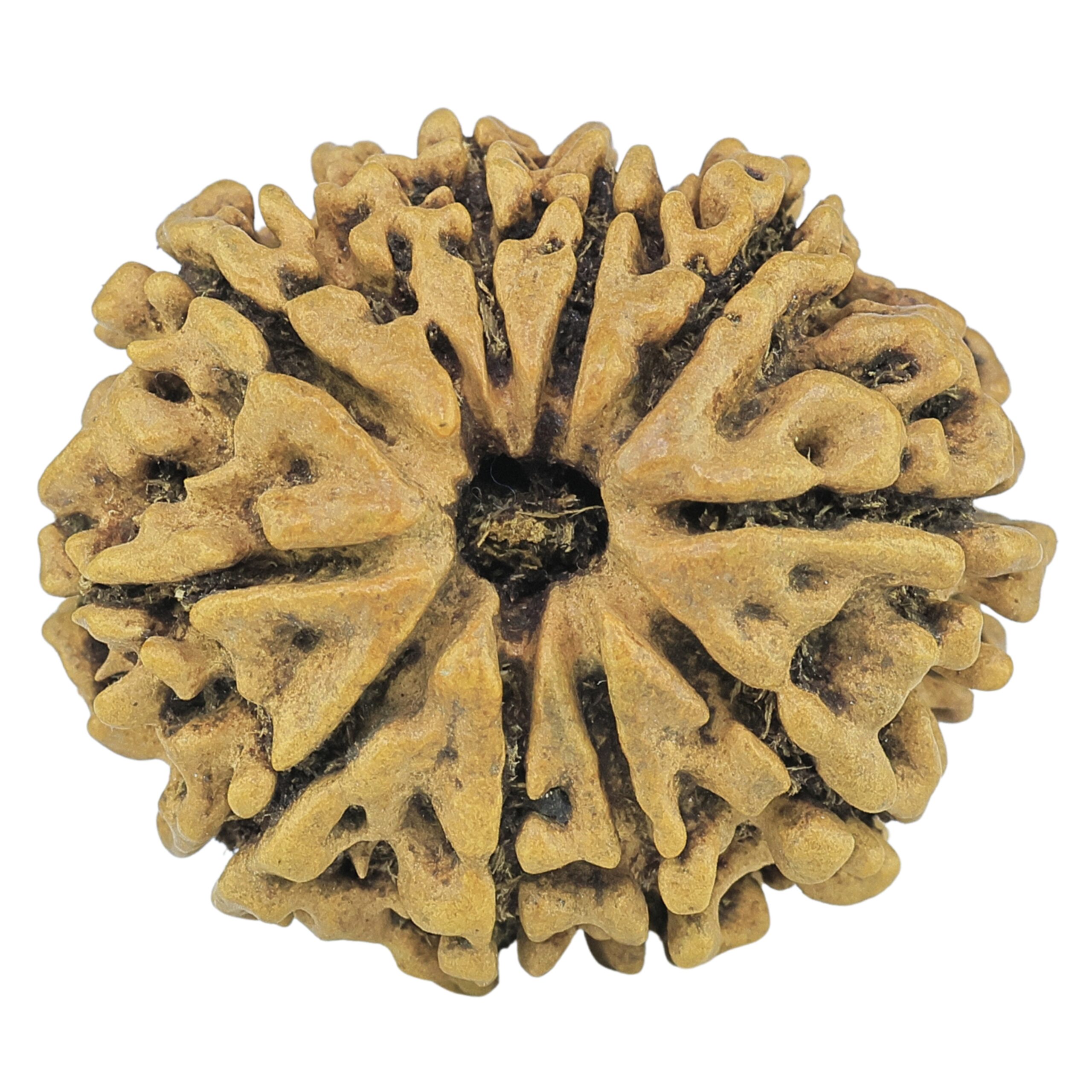 10 Mukhi Rudraksha 27.7mm 3.12gm - Rudraksha