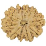 10 Mukhi Rudraksha 27.9mm 4.82gm - Rudraksha