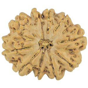 10 Mukhi Rudraksha 27.9mm 4.82gm - Rudraksha