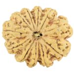 11 Mukhi Rudraksha 34mm 8gm - Rudraksha